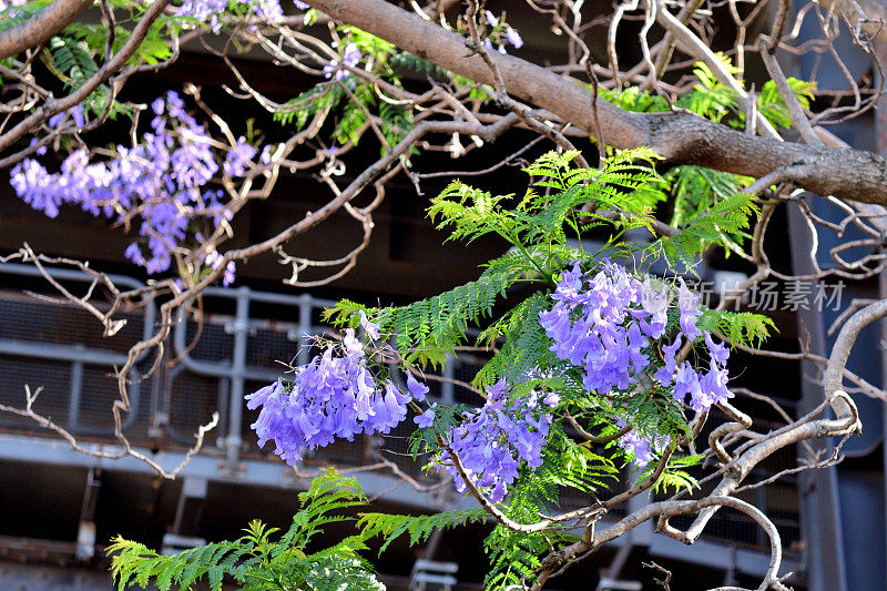 蓝花楹/蓝花楹/黑花:有蓝紫色花和蕨类叶的观赏树种